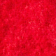 Poinsettia