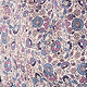 Blue Floral